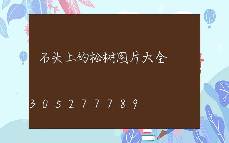 石头上的松树图片大全